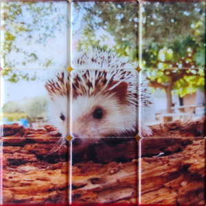 Lucy exploring pattern.